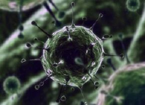 Bacterial microorganisms as the cause of prostatitis