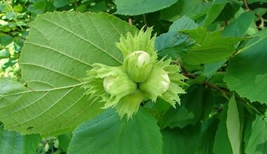 Hasel for the treatment of chronic prostatitis