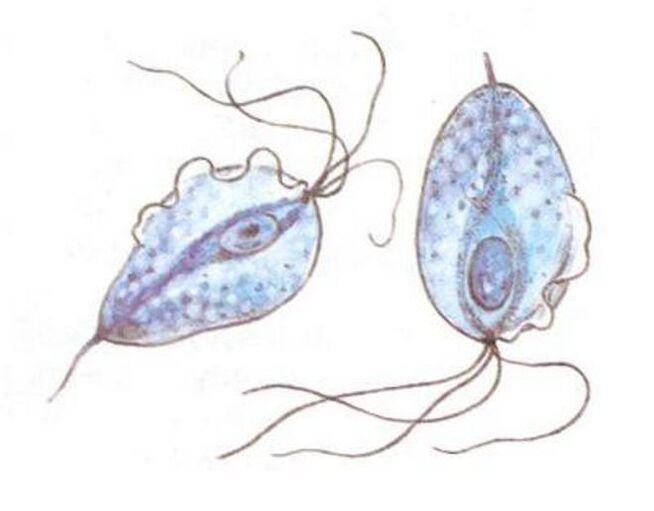 Trichomonas pathogen of prostatitis